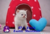 Exotic shorthair ve iran yavrularmz