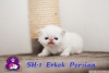 Exotic shorthair ve iran yavrularmz