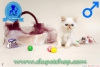 Exotic shorthair ve iran yavrularmz  denizli ela petshop