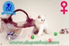 Exotic shorthair ve iran yavrularmz  denizli ela petshop