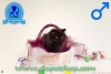 Exotic shorthair ve iran yavrularmz  denizli ela petshop