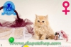 Exotic shorthair ve iran yavrularmz  denizli ela petshop