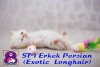 Exotic shorthair ve persian yavrularmz