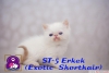 Exotic shorthair ve persian yavrularmz