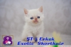 Exotic shorthair ve persian yavrularmz