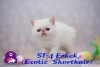 Exotic shorthair ve persian yavrularmz