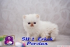 Exotic shorthair ve persian yavrularmz