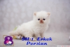 Exotic shorthair ve persian yavrularmz