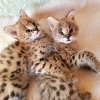 F1 den f4 e savannah kittens sunuyoruz