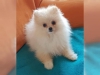 Fantastik kayitli pomeranian yavru0524