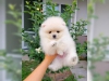 Fantastik kayitli pomeranian yavru4622