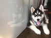 Fantastik sibirya husky yavrular+90 534 023 10 98