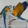 Female b&g & male scarlet macaws