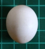 Fertile parrot eggs available for sale