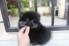 Fincan pomeranian kpek*******8**