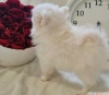 Fincan pomeranian kpek*******8**