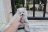 Fincan pomeranian kpek*******8**