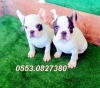 Fizmir.de safkan french bulldog erkek ve dii yavrular