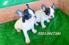 Fizmir.de safkan french bulldog erkek ve dii yavrular