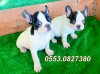 Fizmir.de safkan french bulldog erkek ve dii yavrular