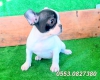 Fizmir.de safkan french bulldog erkek ve dii yavrular