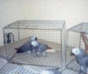 Free grey parrots