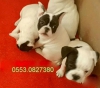 French bulldog bebekler rk ve salk garantilidir izmir