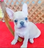 French bulldog yavrular izmir 05530827380