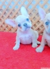 French bulldog yavrular izmir 05530827380