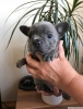 French bulldog yavrular mevcuttur