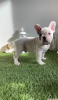 French bulldog yavrusu sahiplendirildi