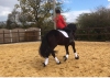 Friesian mare tam hatra: