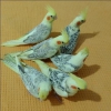 Full evcil bebek sultan papagan sultan papaganlar