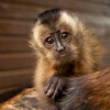 Gelip bu harika capuchin maymunlarn teslim almaya hazr ha