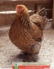 Gold brahma - tavuk - yumurta - civciv