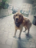 Golden retriever cretsiz sahiplendirme