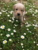 Golden retriever yavrusu