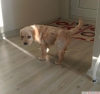 Golden retriever yavrusu (orjinal) 2.5 aylik