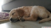 Golden retriever yavrusu (orjinal) 2.5 aylik