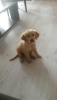 Golden retriever 4 aylk yavru