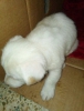 Golden ve pitbull 2 adet yavru kpek