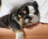Gorgeous english bull dog puppies available