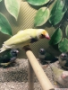 Gouldian finch 3 dii 2 erkek