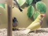 Gouldian finch 3 dii 2 erkek