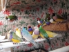 Gouldian finch gkkua ispinozu 05327121516