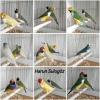 Gouldian finch - gkkua ispinozu - goldi