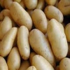Grana patates tohumu