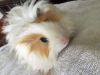 Guinea pig (kobay)