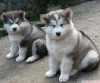 Gzel alaska malamute yavrular.