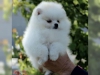 Gzel bebek beyaz pomeranian yavru